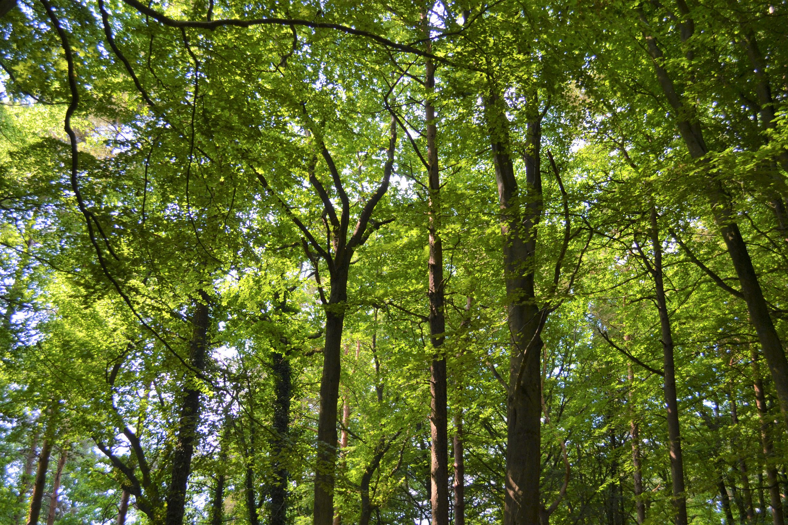 Trees Of Hazel Hill Wood Hazel Hill Trust