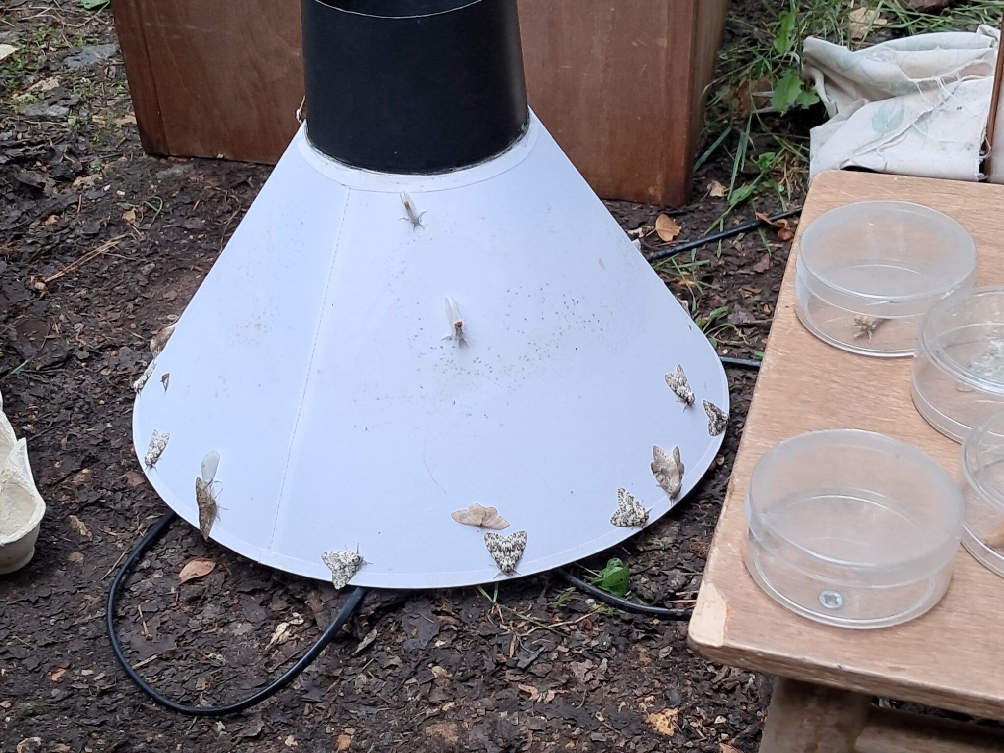 Seeing what moths we have