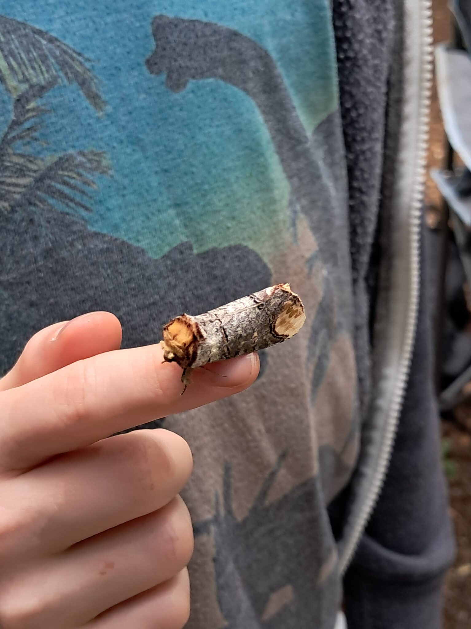 Buff-tip moth by Polly Whyte