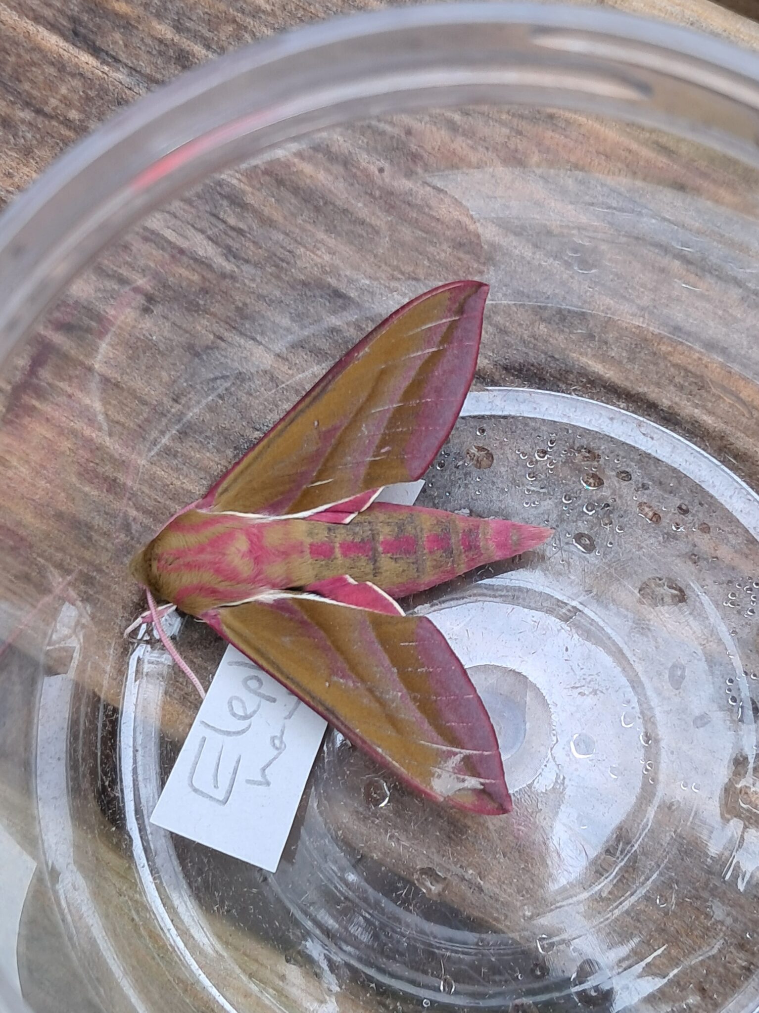 Elephant Hawk Moth by Polly Whyte