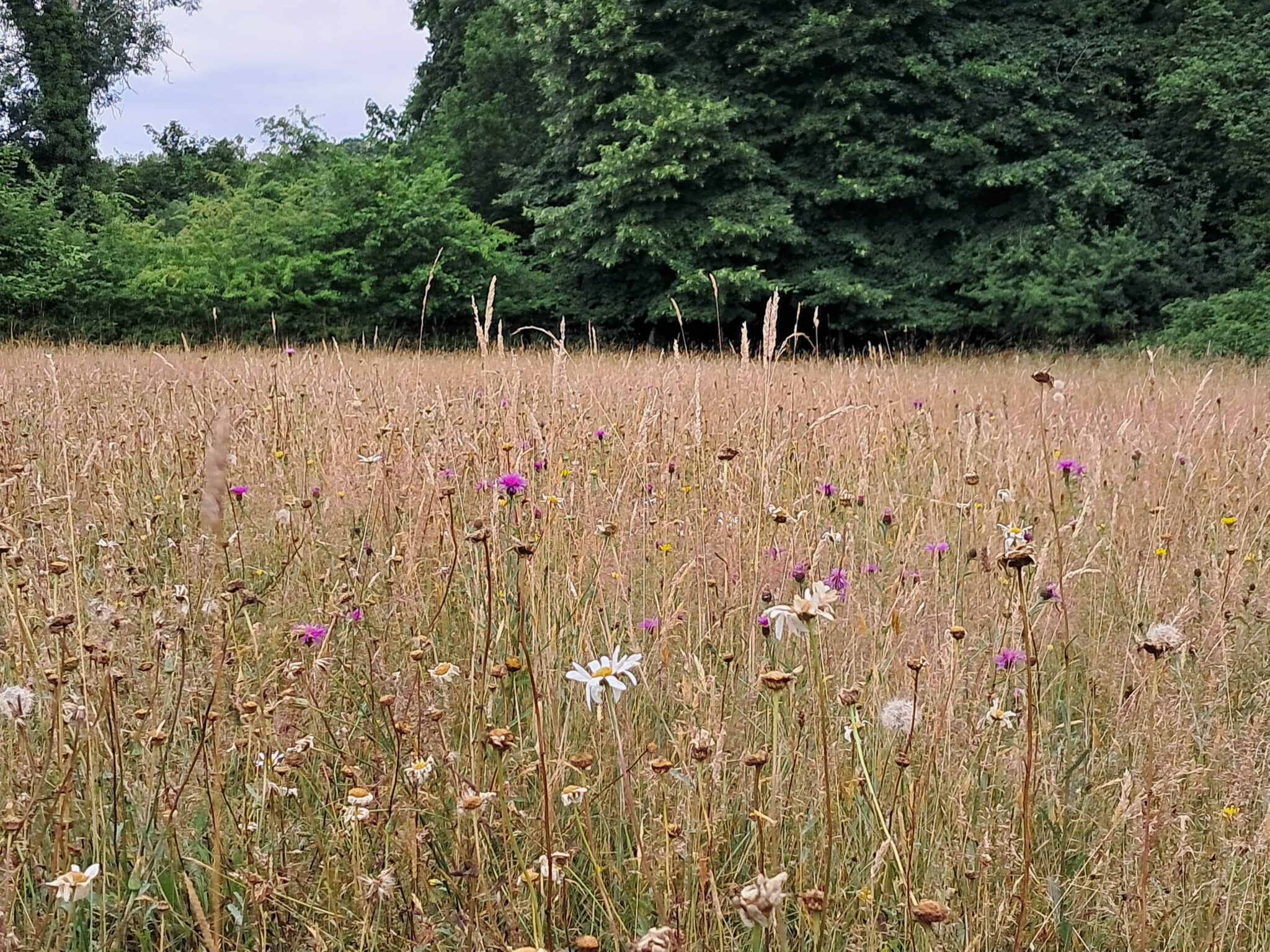 The meadow