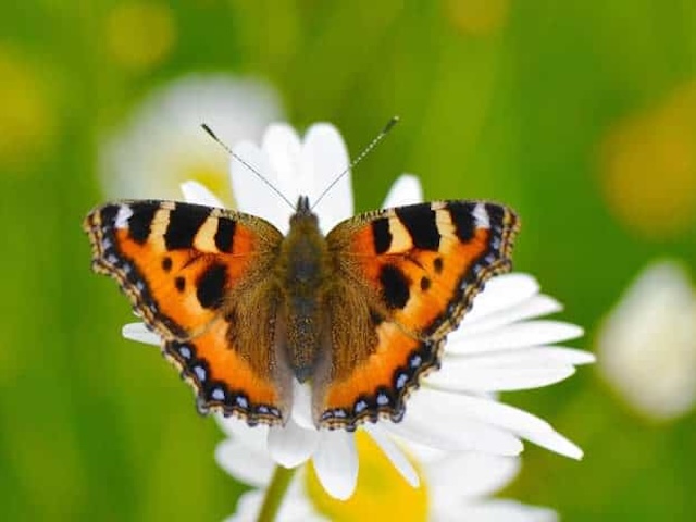 The Hazel Hill Butterfly Transect