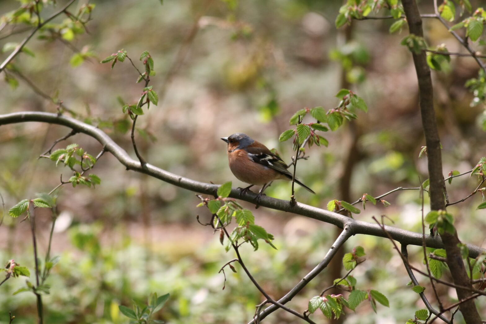 Spring Chaffinch by Jon Lee
