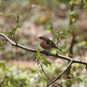 Spring Chaffinch by Jon Lee