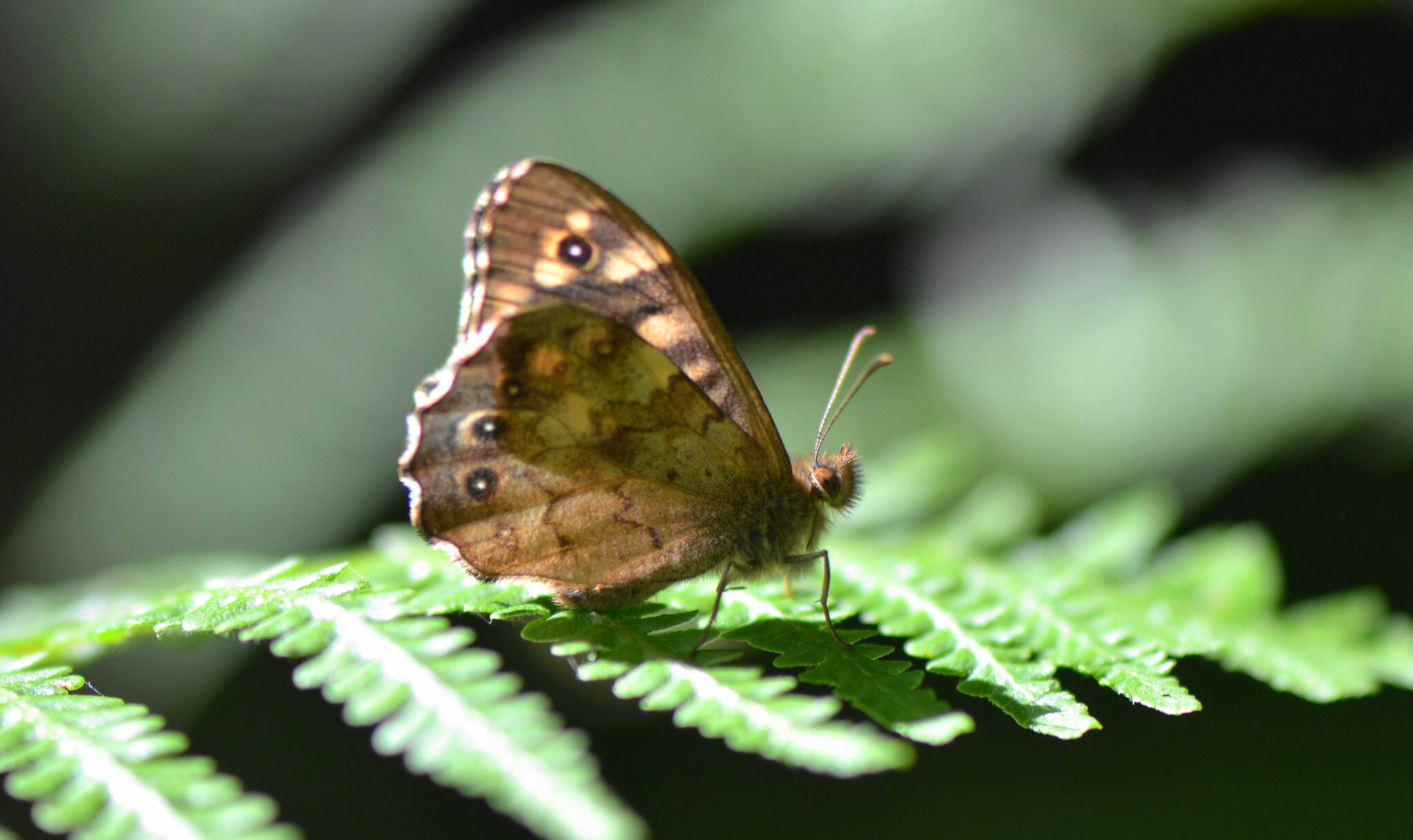 Speckled wood butterfly by Diana Cotter