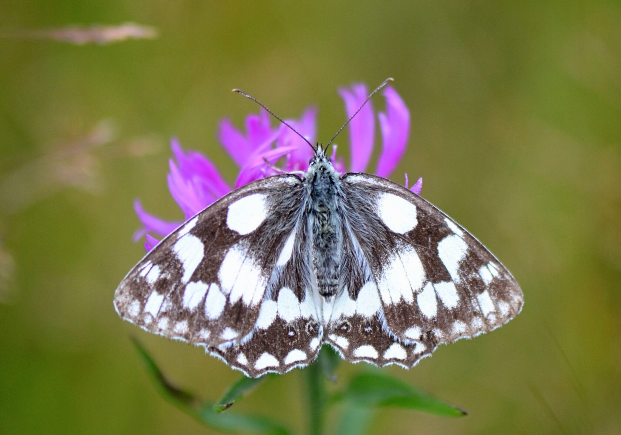 Marbled White butterfly by Diana Cotter