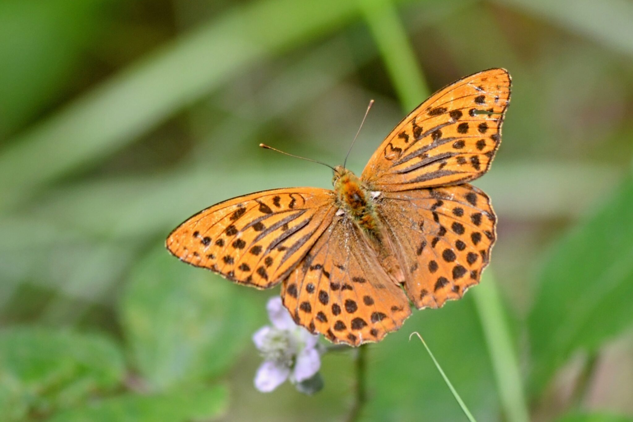 Silver-washed Fritillary butterfly (male) by Diana Cotter