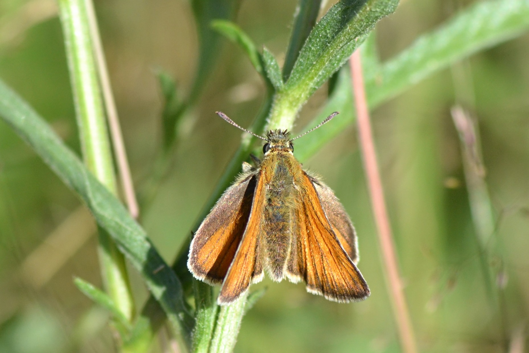 Small Skipper butterfly by Diana Cotter