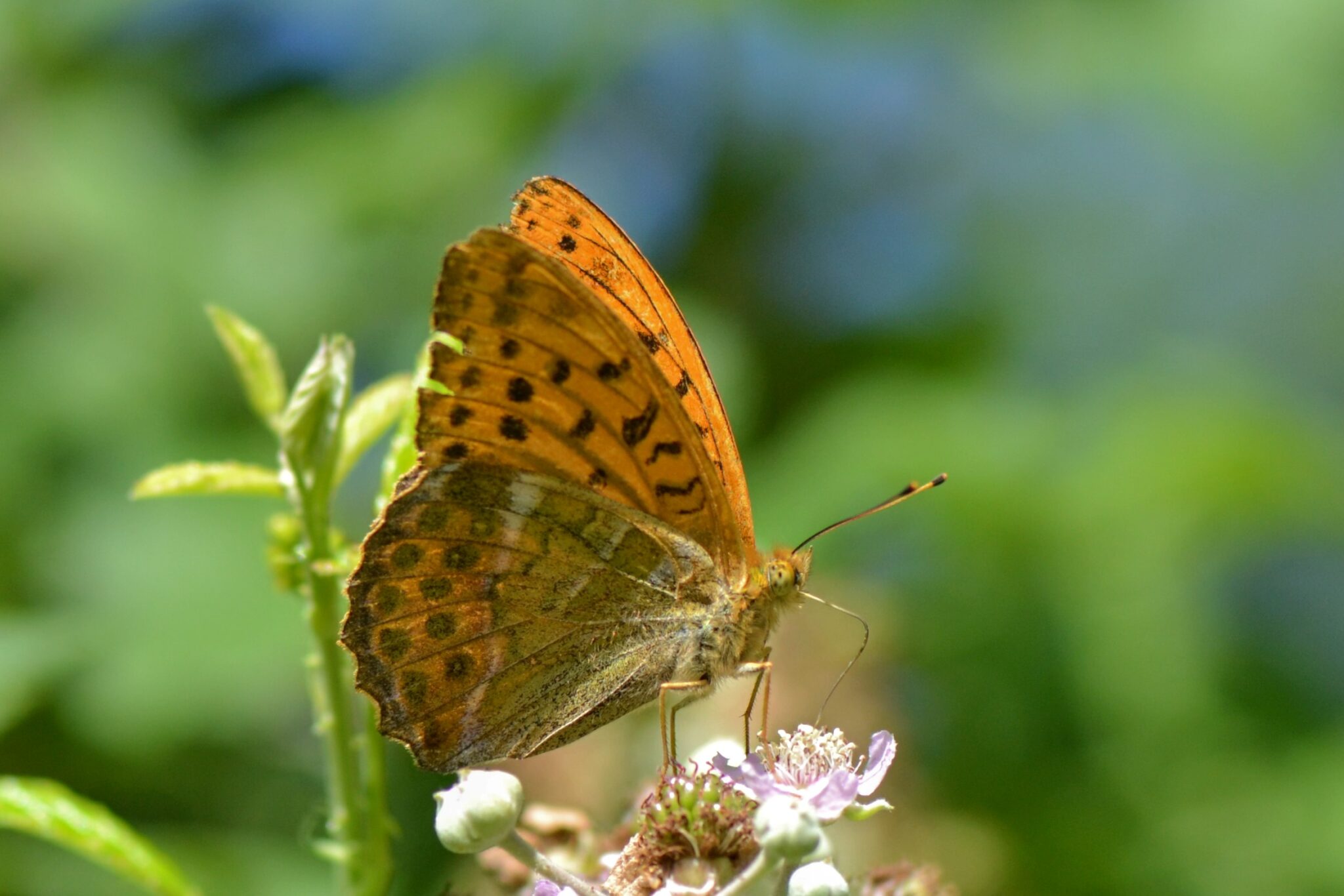 Silver-washed Fritillary butterfly (female) by Diana Cotter