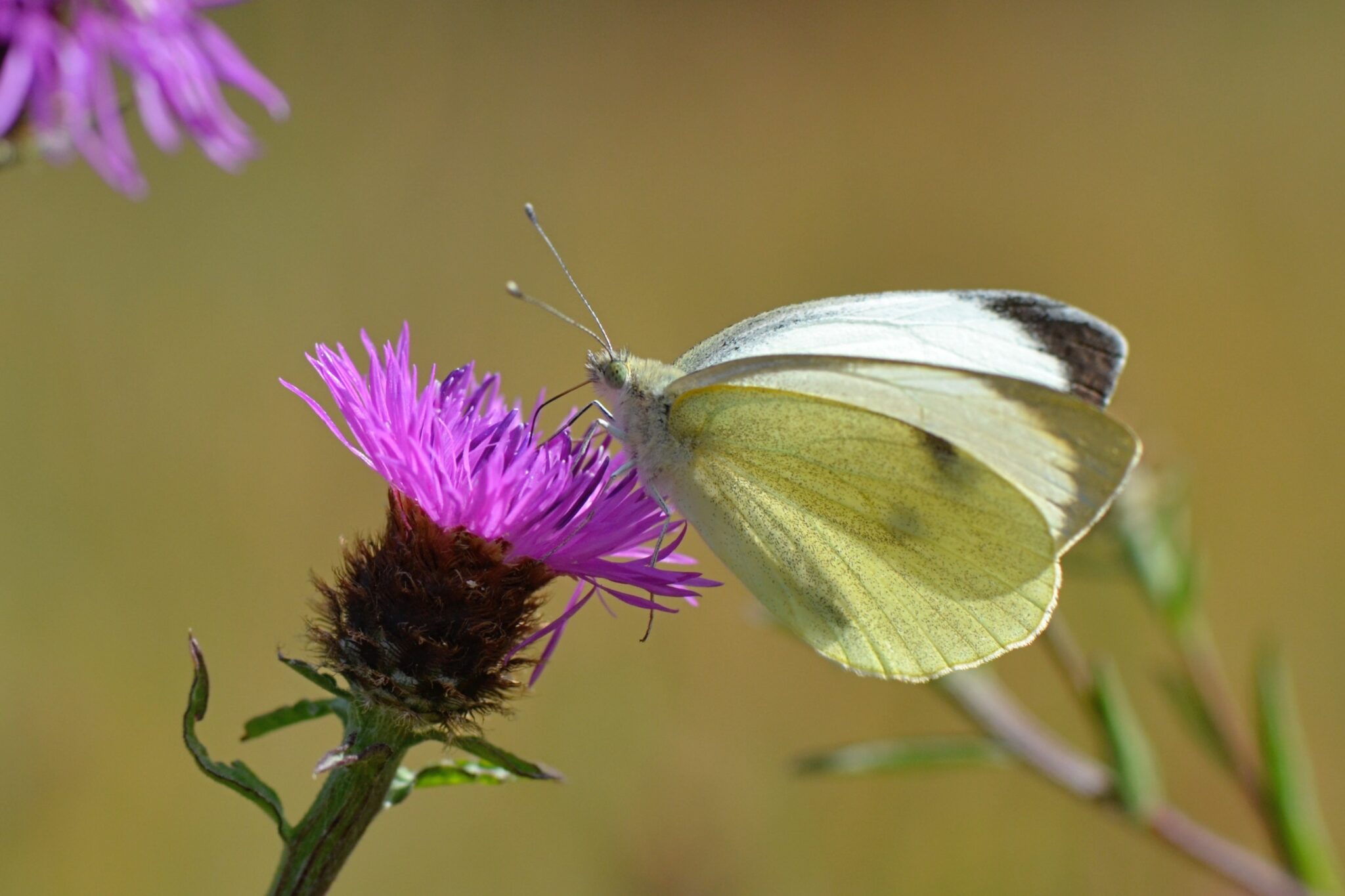 Large White butterfly by Diana Cotter