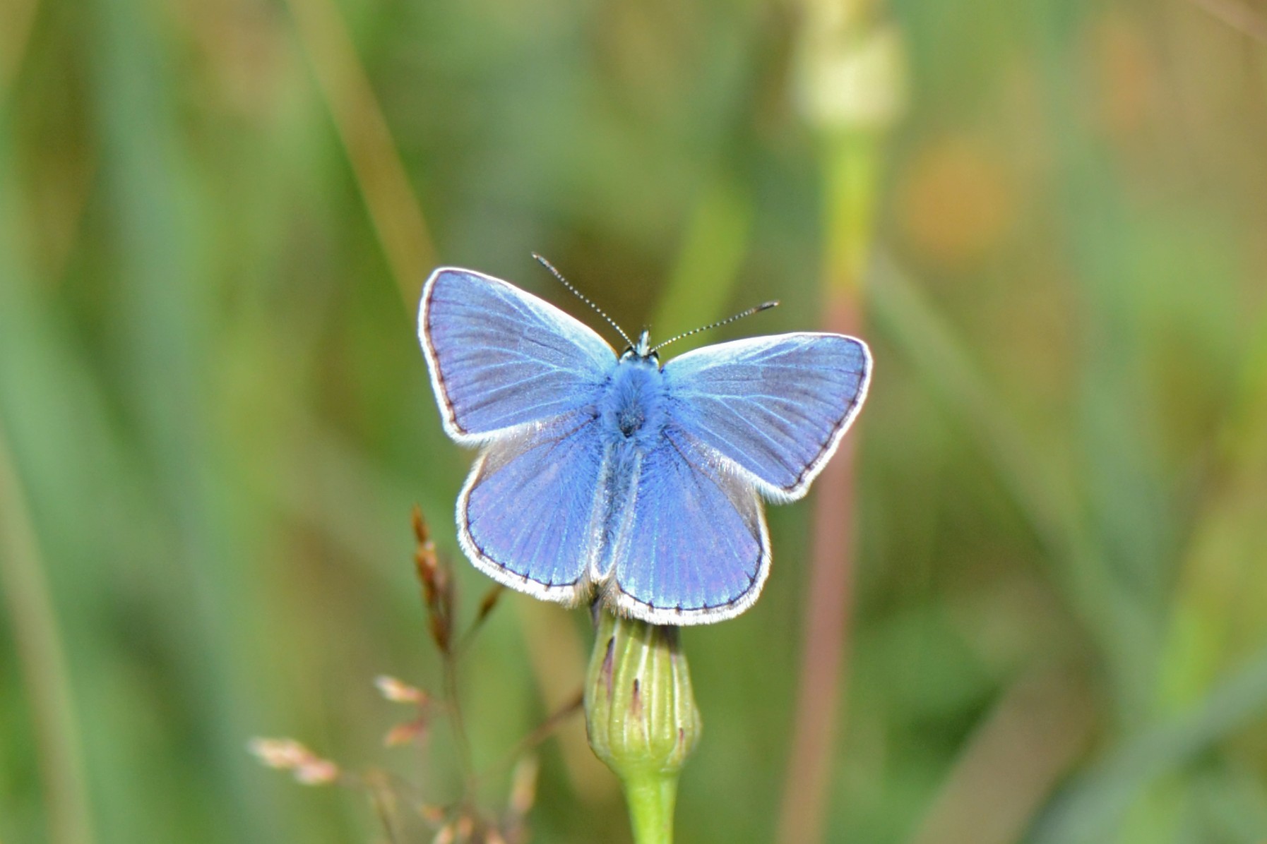 Common Blue butterfly (male) by Diana Cotter