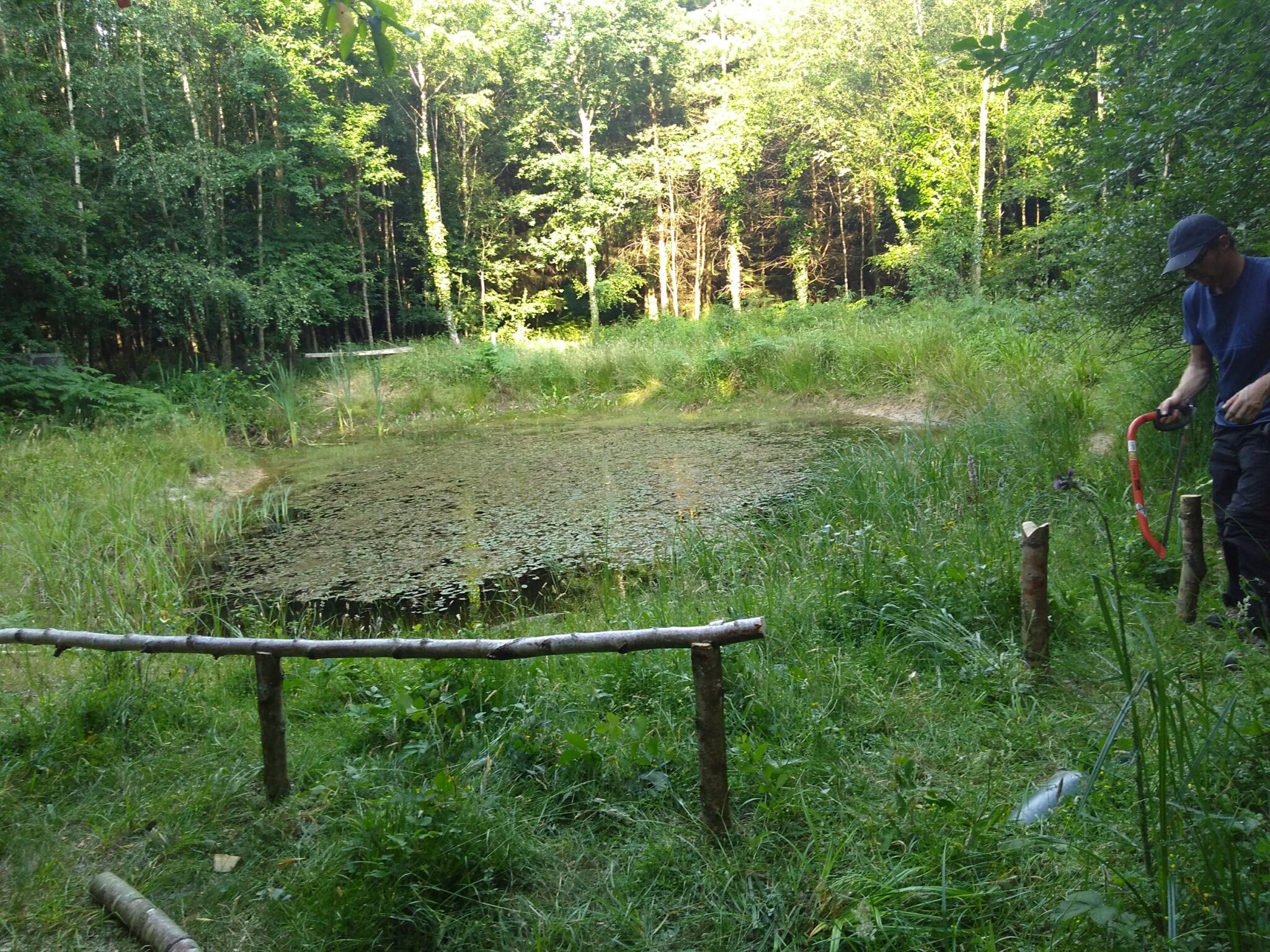The pond in summer