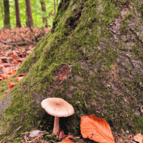 A huge tree root, with a nestled mushroom and visible trees reaching up to the sun in the background