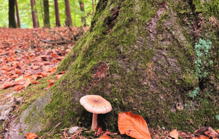 A huge tree root, with a nestled mushroom and visible trees reaching up to the sun in the background
