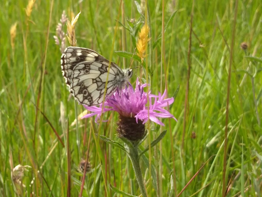 Butterfly survey